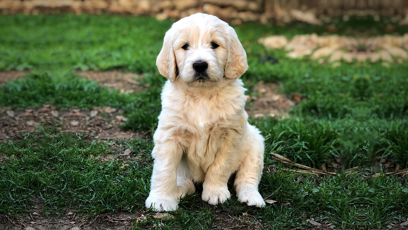 Goldendoodle Austin