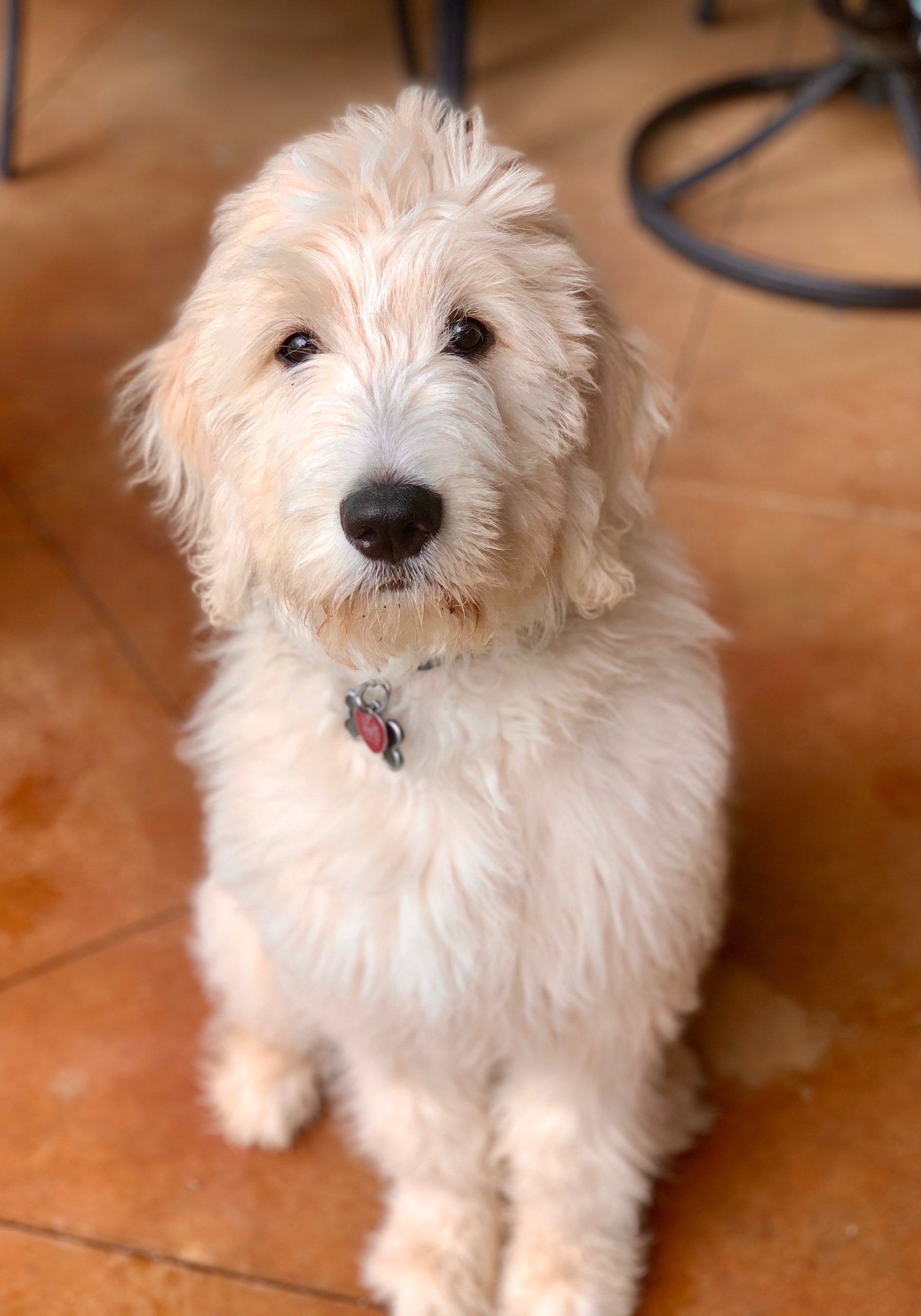 English Golendoodle